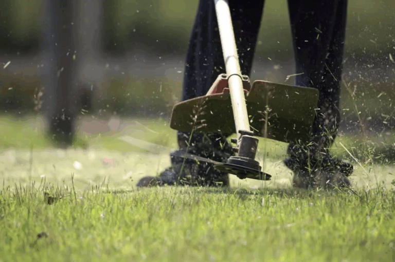 Summer Lawn Care Tips